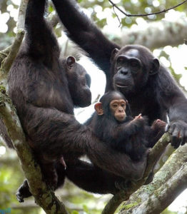 Chimpanzee tracking Uganda